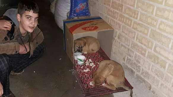 13-    ساخت سرپناه و غذادهی به سگهای ولگرد در جوانرود اجرا شد